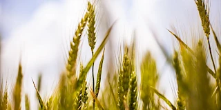 PDR 2020 - Restabelecimento do Potencial Produtivo